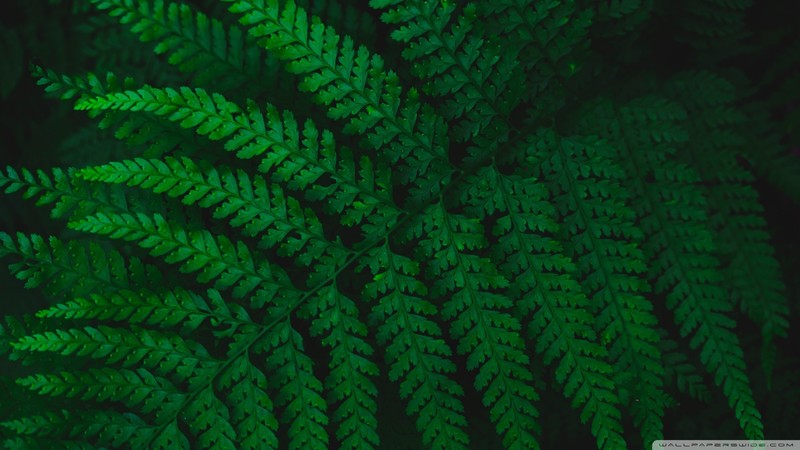 green, fern, leaves, nature