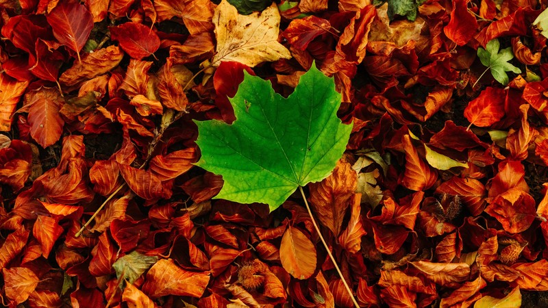 fall, leaves, fallen leaves