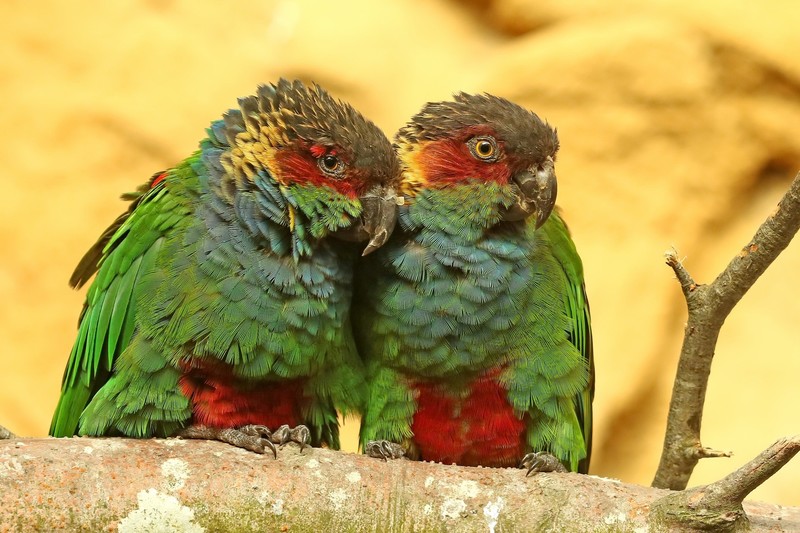 parrot, animals, birds