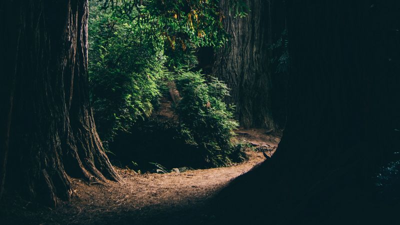 forest, trees, shadows, passage, dark, 4k