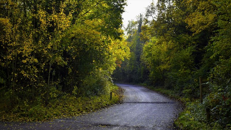 road, foliage, trees, autumn, 4k
