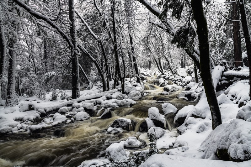 USA, winter, trees, snow, nature