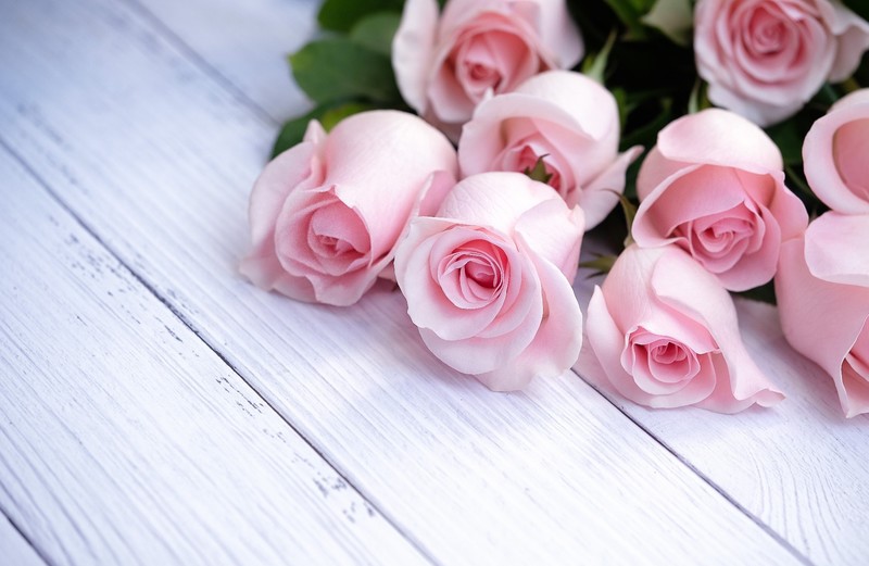 pink flowers, flowers, rose, plants
