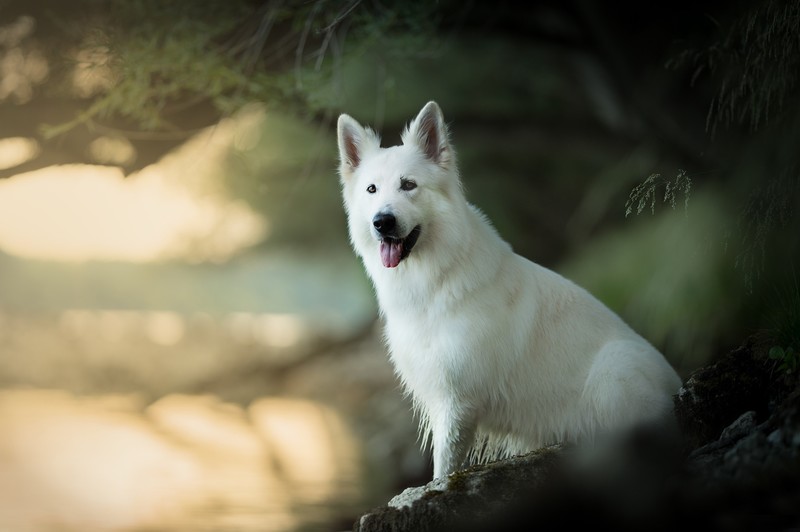 outdoors, dog, animals, mammals