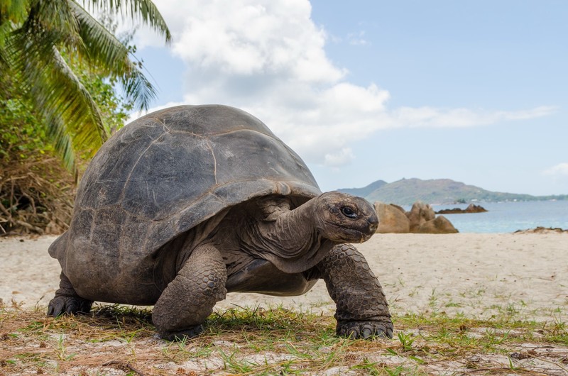 outdoors, turtle, nature, animals