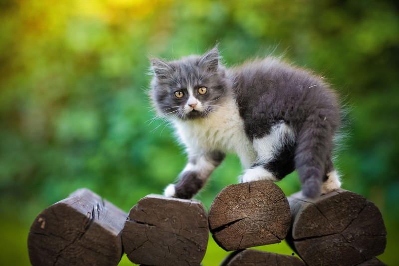 cats, outdoors, animals, mammals
