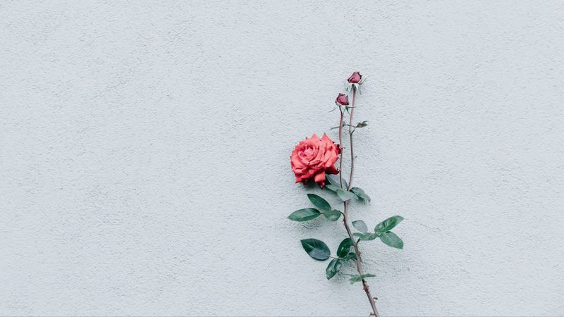 rose, wall, minimalism, branch, bush, bud, 4k