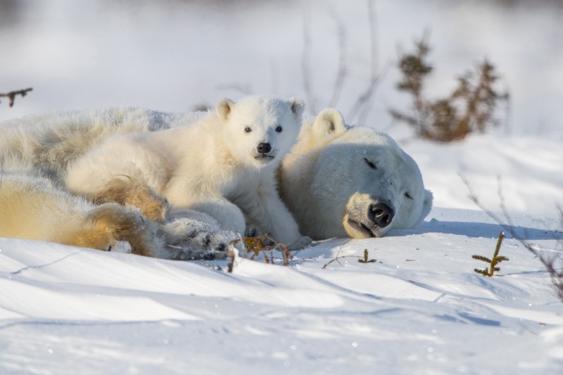 animals, mammals, polar bears, bears, snow, baby animals