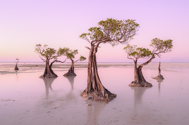 nature, water, plants, trees