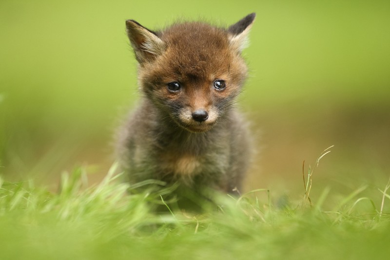 grass, fox, baby animals, mammals, animals, nature