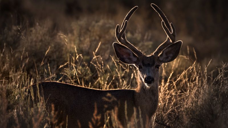 deer, horns, animal, ears, 4k