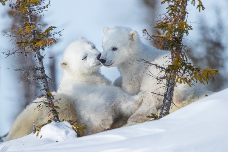 polar bears, bears, animals, baby animals, snow, mammals