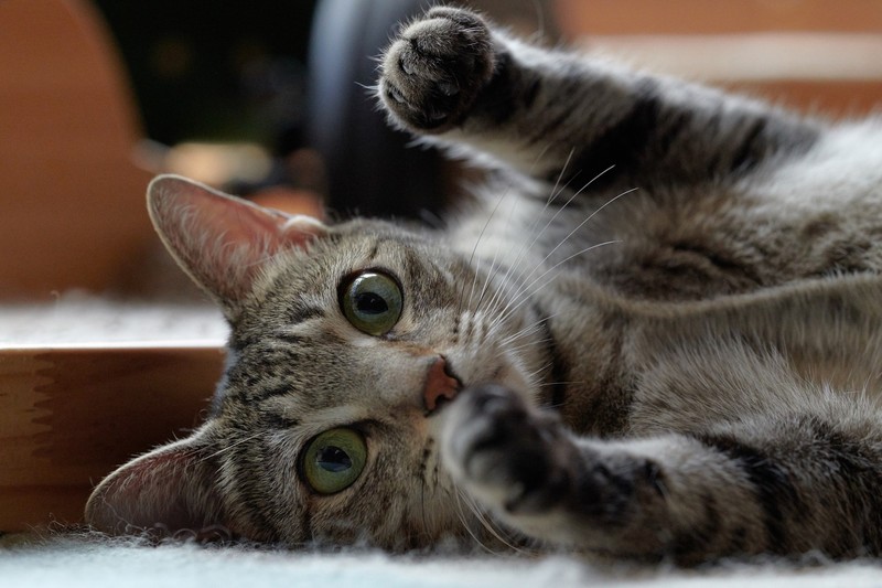 cats, animals, green eyes, mammals