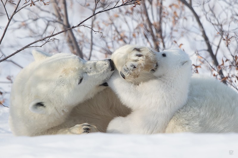 bears, mammals, animals, polar bears, baby animals, snow