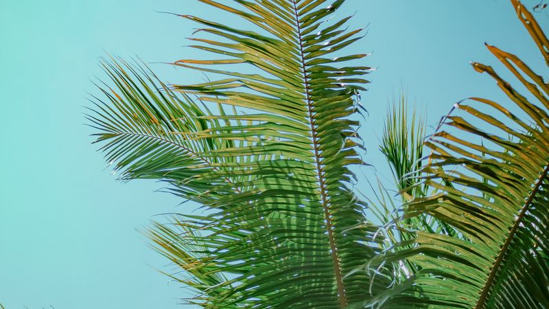 palm tree, branches, bottom view, tree, leaves, sky, 4k