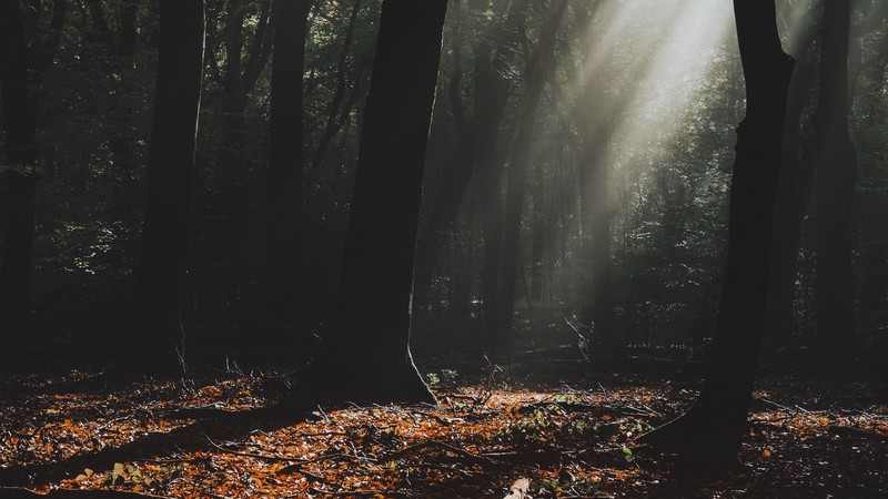 nature, landscape, trees, leaves, sun rays