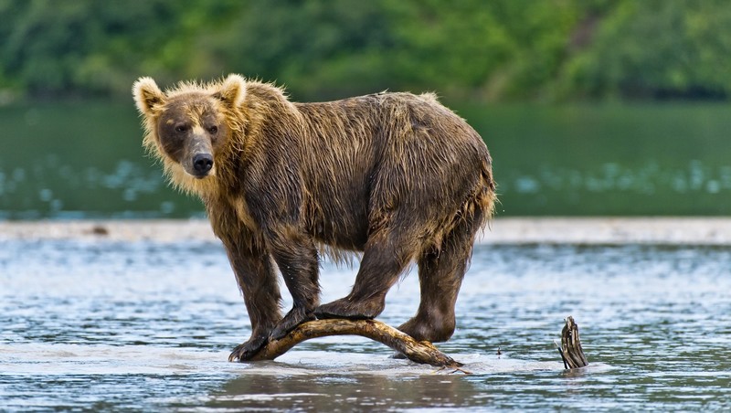 water, nature, animals, mammals, bears, wet