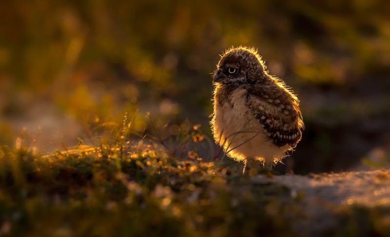 baby animals, nature, birds, animals