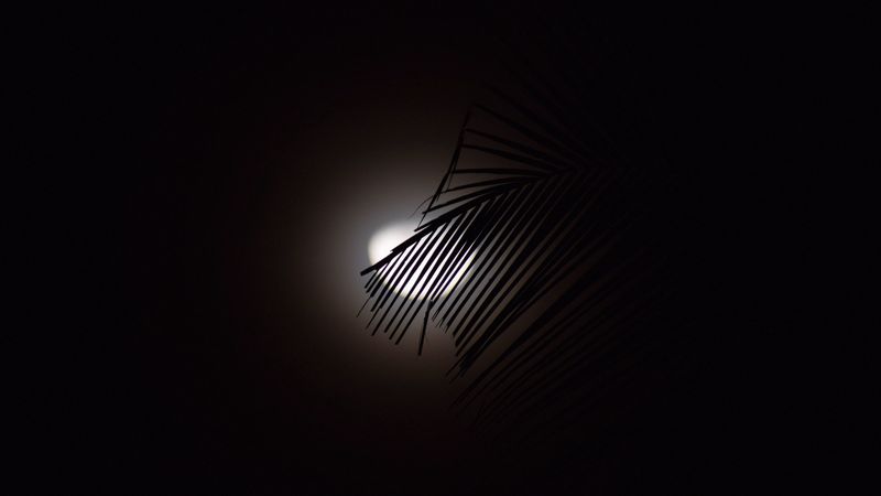 branch, moon, silhouette, dark, 4k