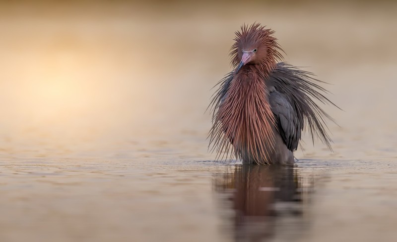 water, birds, animals, outdoors