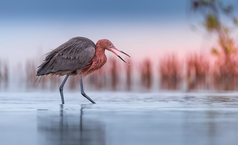 colorful, water, birds, outdoors, nature, animals