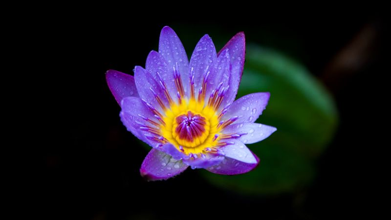 water lily, lilac, bloom, drops, 4k