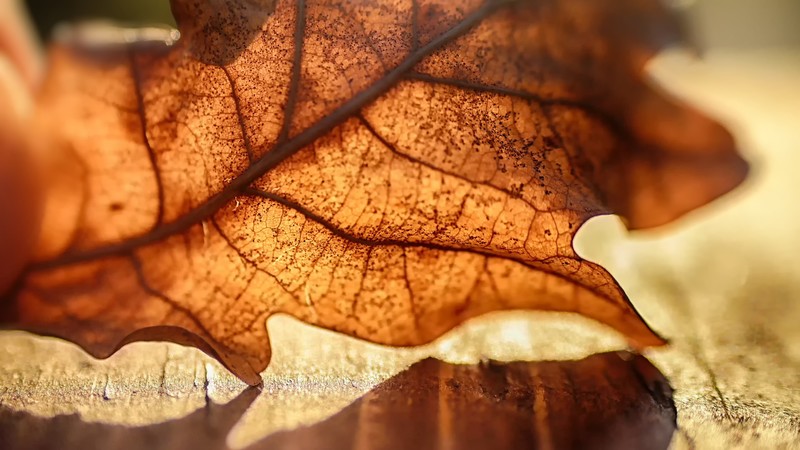 fall, leaves, macro, nature, sunlight, warm colors, closeup