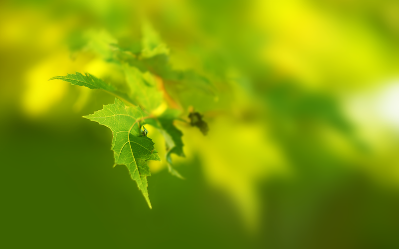 plants, green, leaves, nature