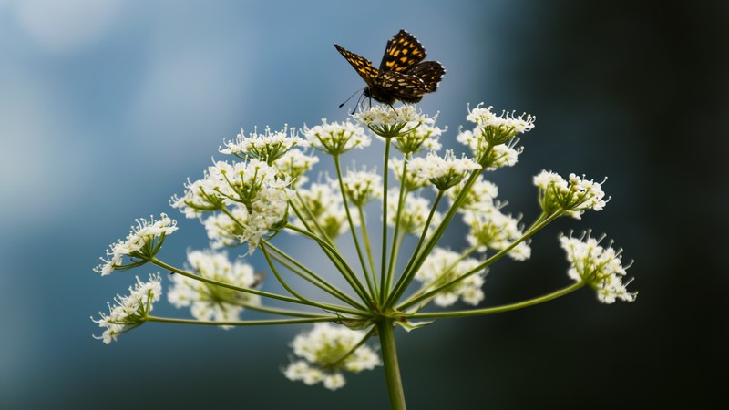 butterfly, flowers, plants, macro, white flowers, insect