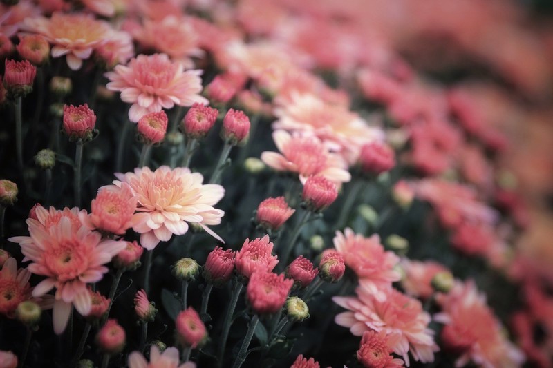 colorful, flowers, plants