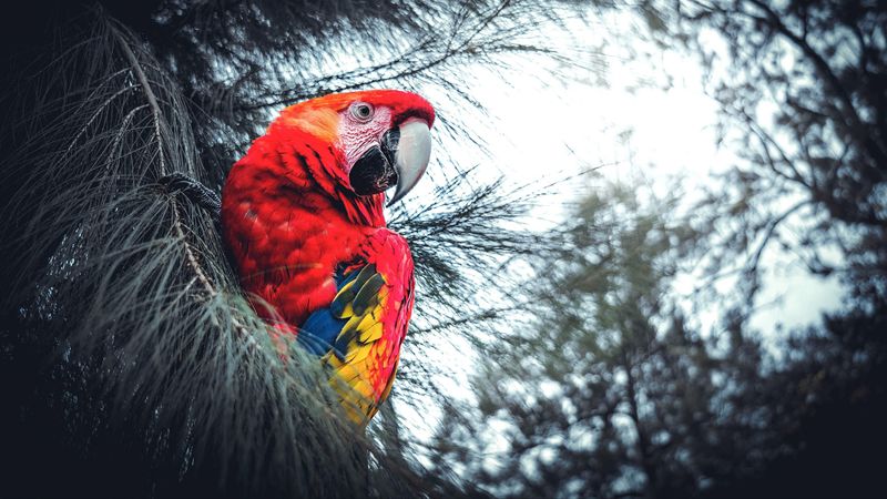 macaw, parrot, bird, red, branches, exotic, 4k