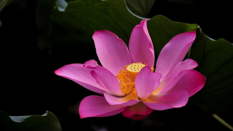 nature, leaves, flowers, plants, colorful