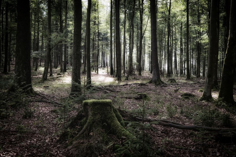 forest, plants, trees, nature