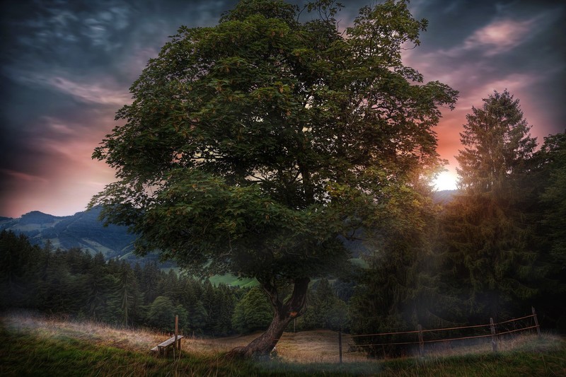 nature, Sun, trees, plants, outdoors, Chinchali Mayakka Devi