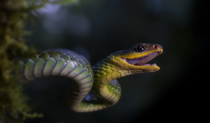 snake, reptile, animals