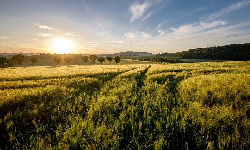 landscape, field, nature, plants