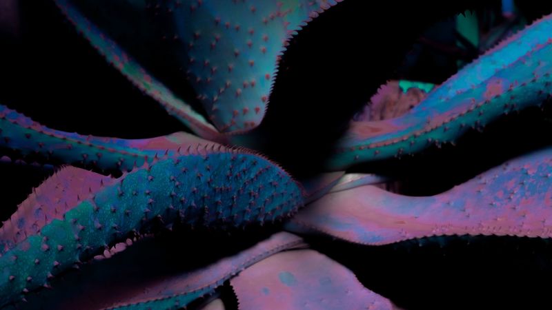 leaves, plant, flower, spines, 4k