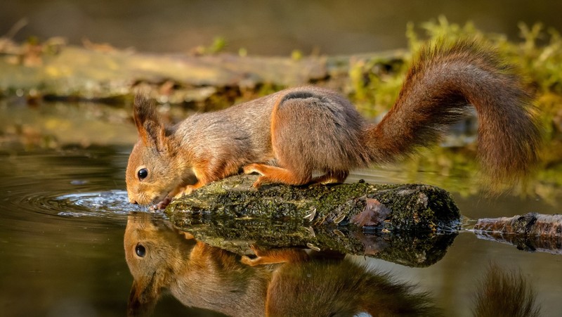 squirrel, animals, mammals, sciuridae