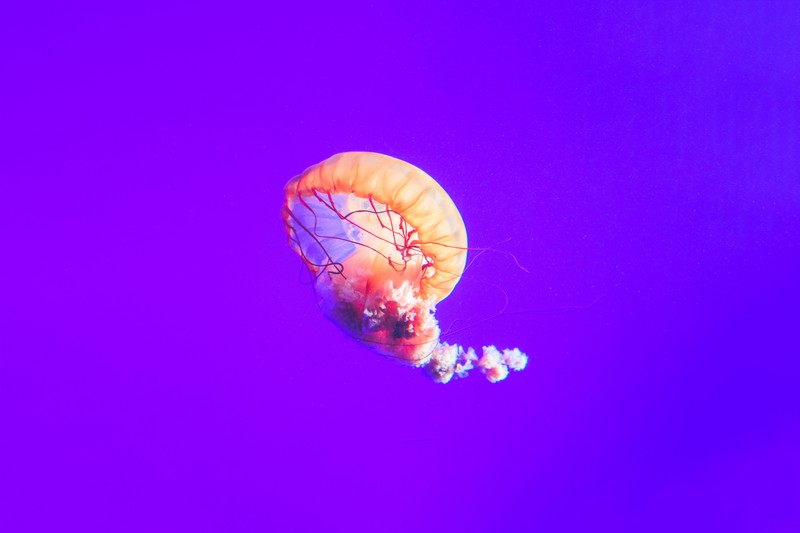 jellyfish, Pacific Ocean, Canada, sea, underwater