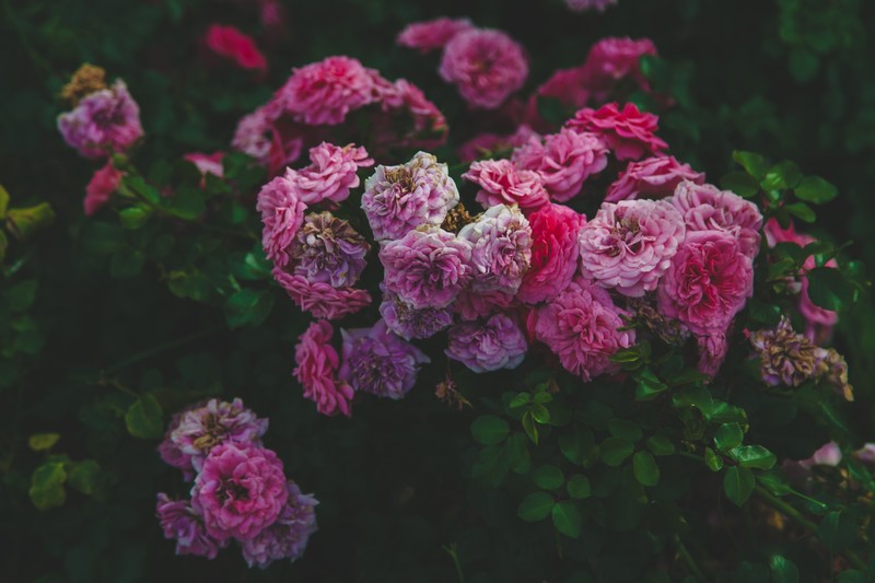 pink flowers, leaves, plants, flowers, Astana, Kazakhstan