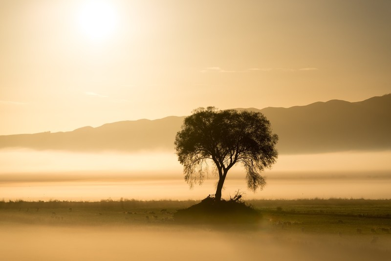 mist, trees, sunlight, outdoors, landscape