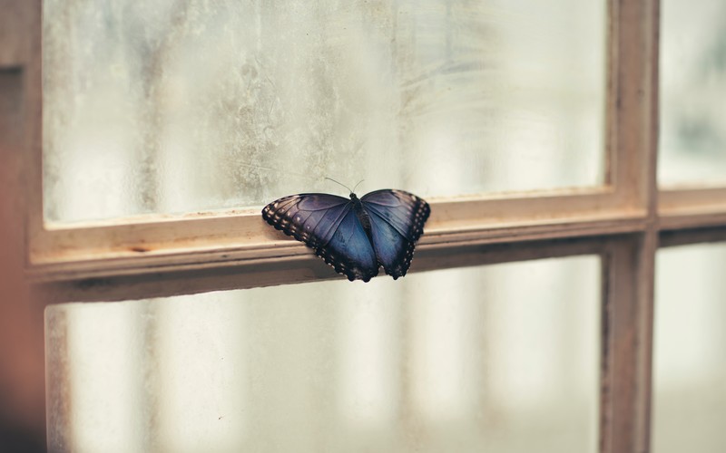 butterfly, window ledge, window, glass, macro, insect, bug
