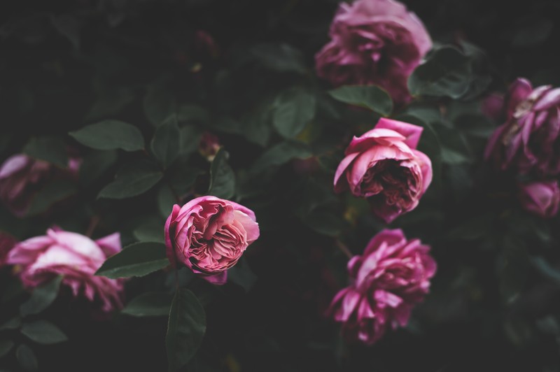 flowers, pink flowers, leaves, depth of field, rose