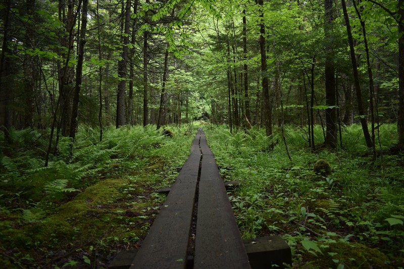 nature, trees, forest, path, plants, USA