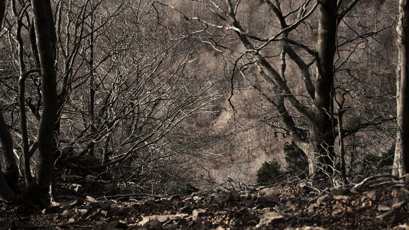trees, bw, monochrome, branches, autumn, 4k