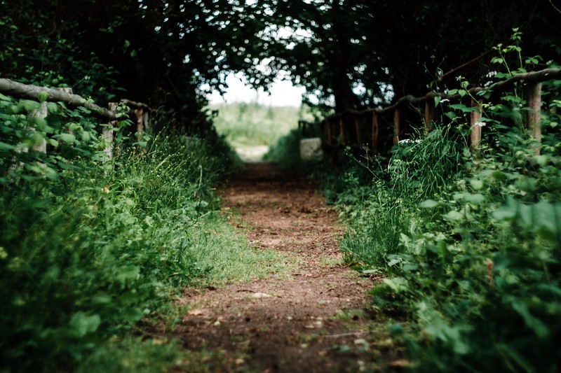 plants, trees, nature, walkway, dirtroad, leaves, Bulgaria