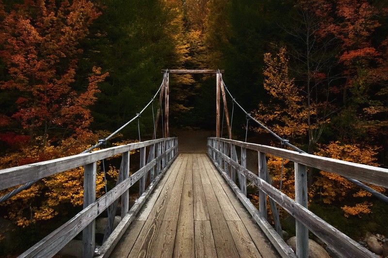 bridge, wood, outdoors, wood bridge, forest, red leaves, nature