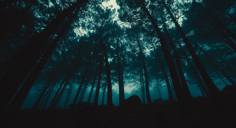 forest, dark, trees, mist, rocks, nature, sky, low-angle