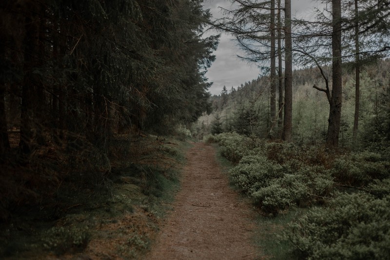 Wales, walkway, path, trees, plants, Monsoon, nature, dirtroad, forest