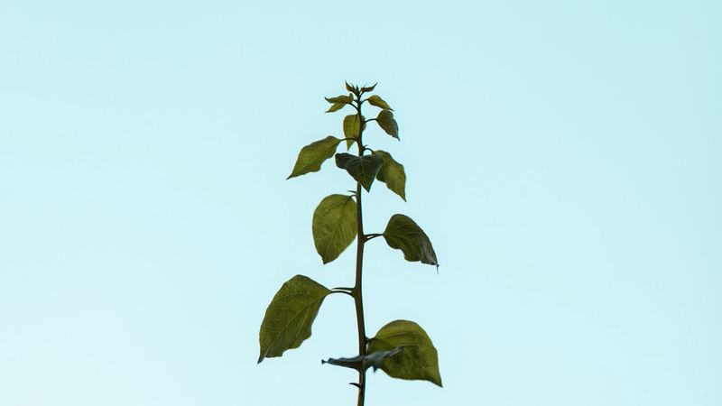 plant, stem, leaves, 4k